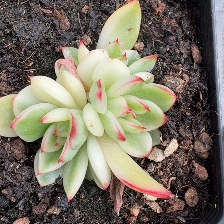 阿诗娜底座一物一拍
