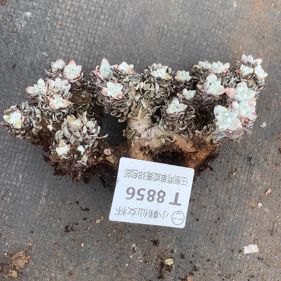 彦****8856白菊仙女杯多肉