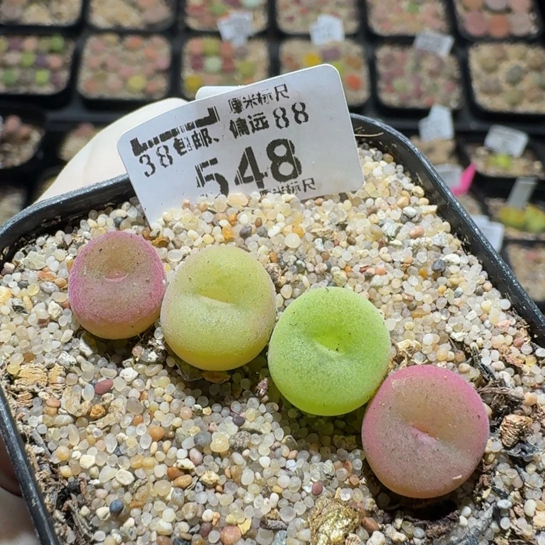 zzzz生石花肉锥548