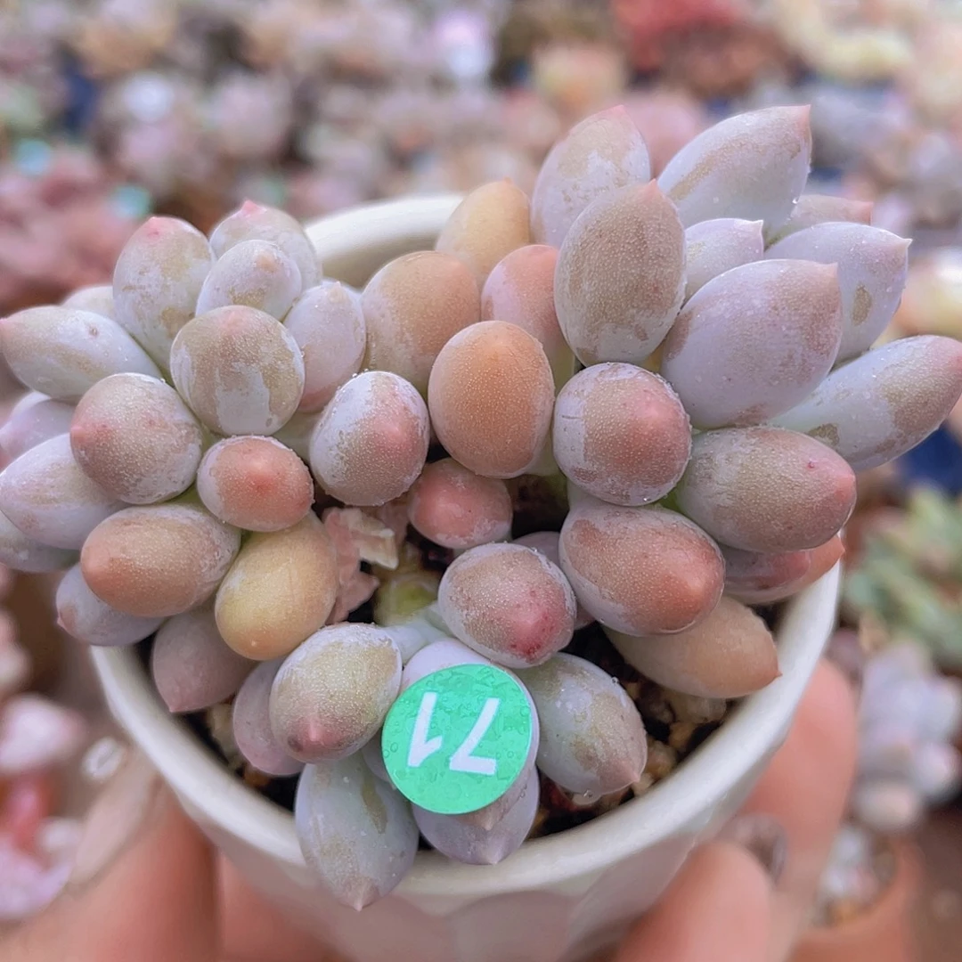 溜溜球5头 多肉植物