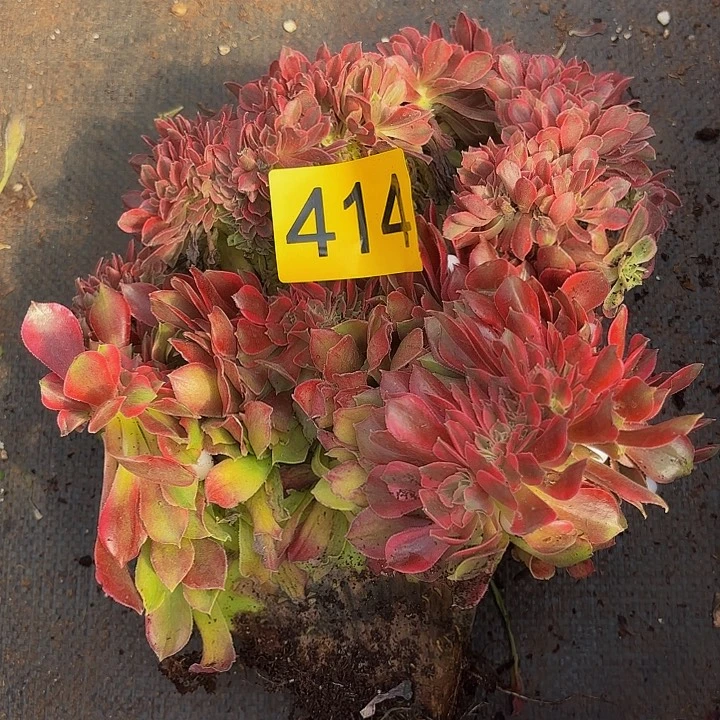 多肉植物福利414