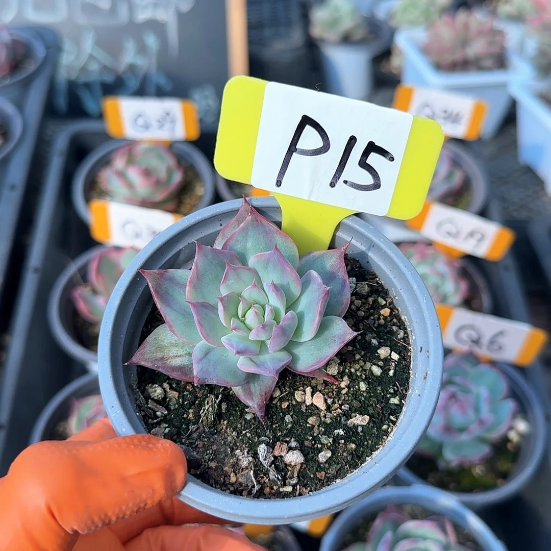 重****肉P15惊鸿单头多肉