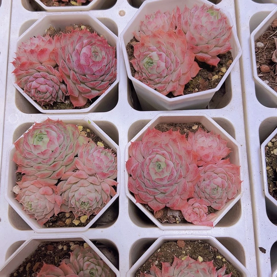 朱砂痣群19包邮多肉植物