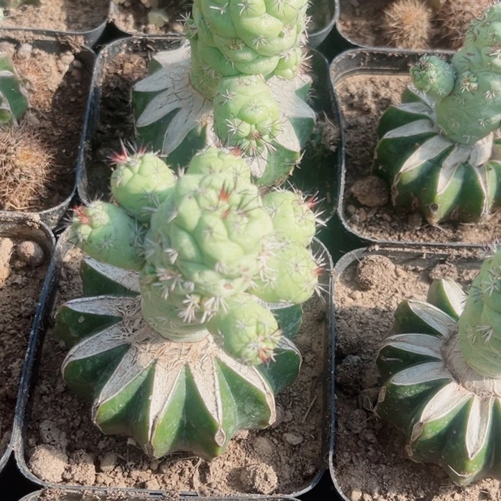 无*帝王丸群头草球嫁接