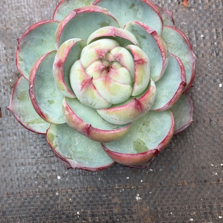 莞***平多肉植物惊鸿仙子-4