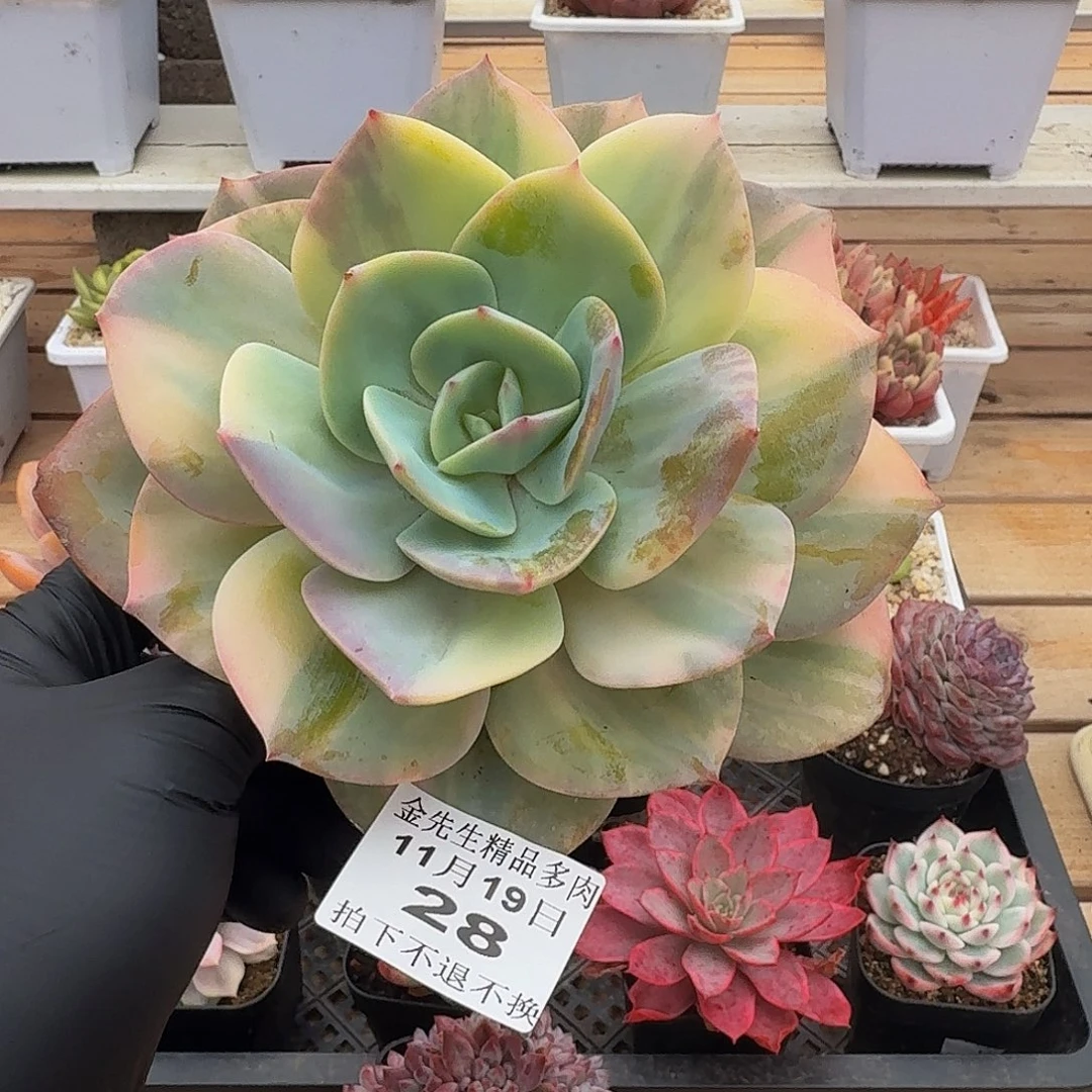 1119-28白风锦单头