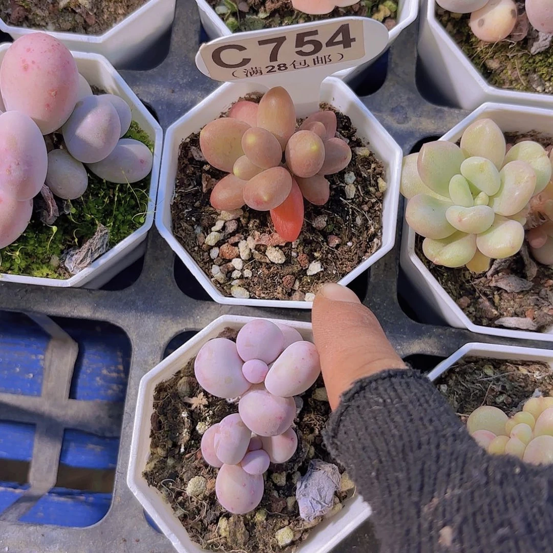 C754芒果奶一物一拍