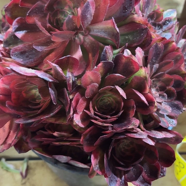 清***然多肉植物福利来 015