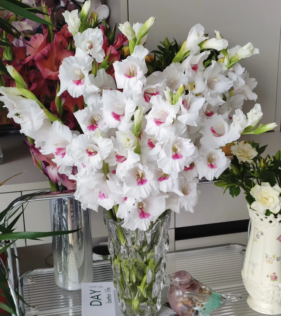 【茜茜公主剑兰】云南基地直发鲜花室内水养鲜花