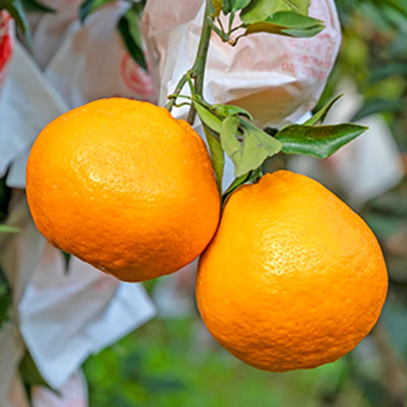 耙耙柑500g利群网商 配送到家