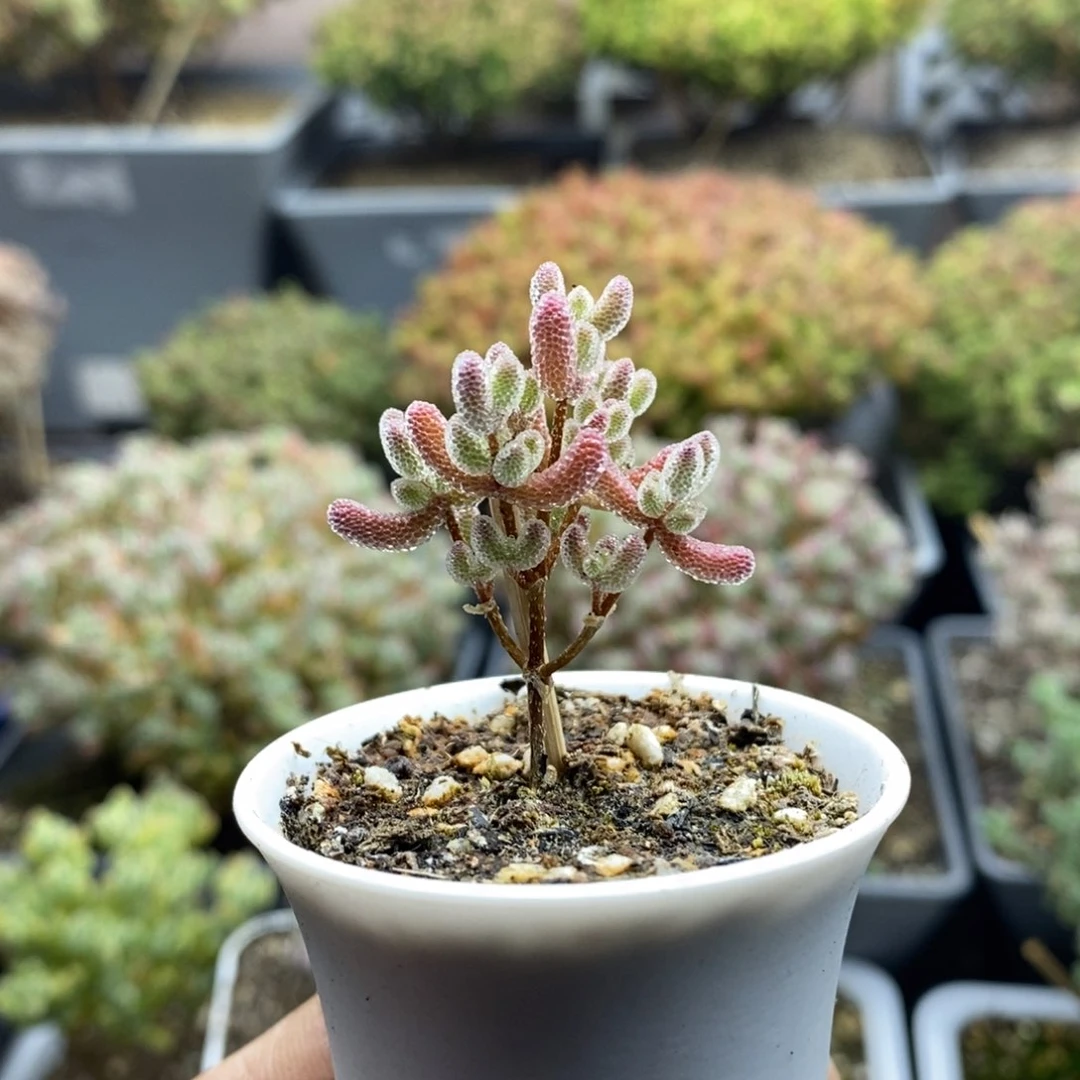 159实生精控优选冰晶