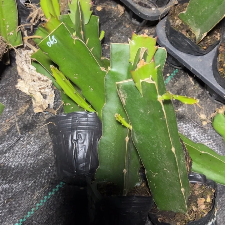 068嫁接单片小破苗一颗16.8