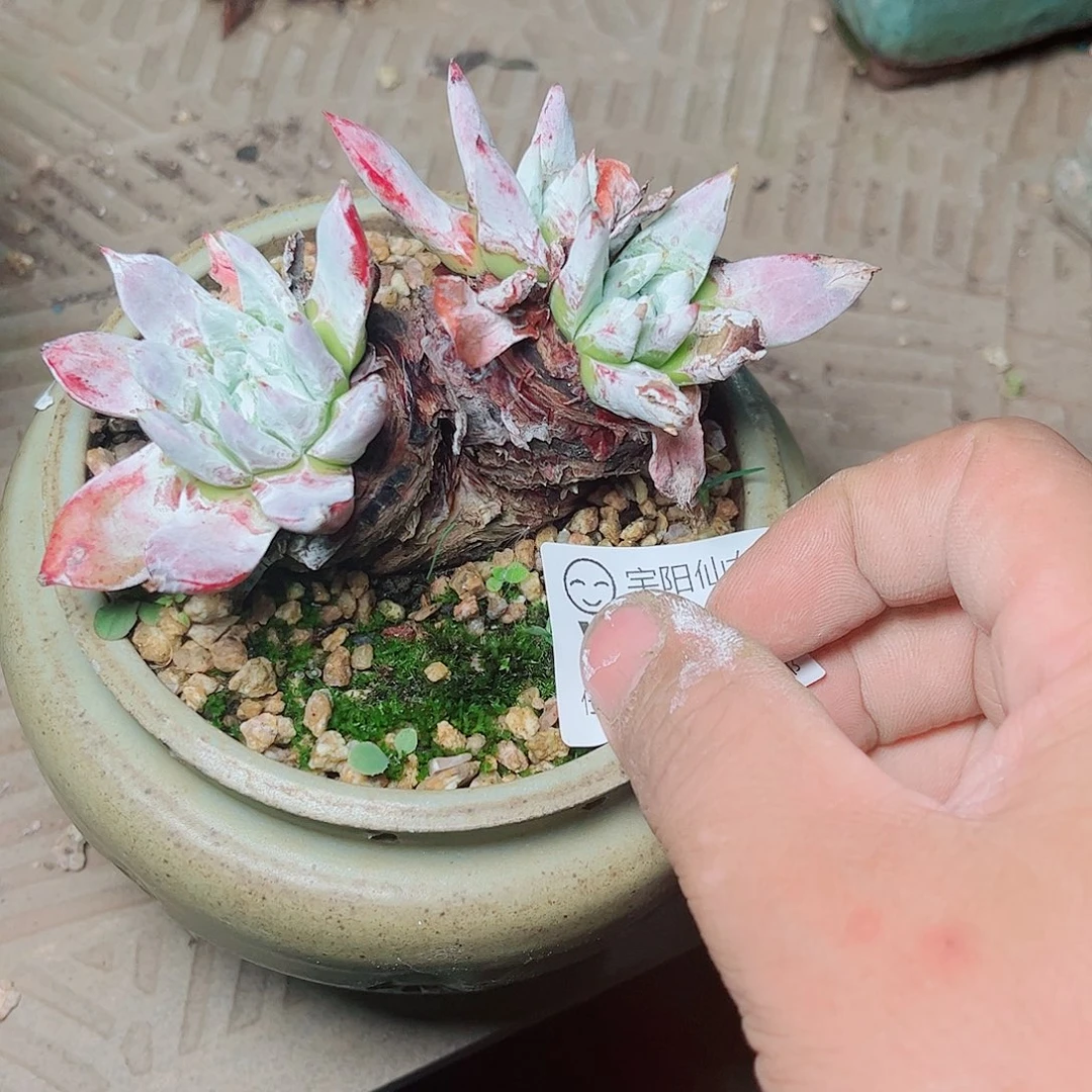 5264刘丹白毫多肉