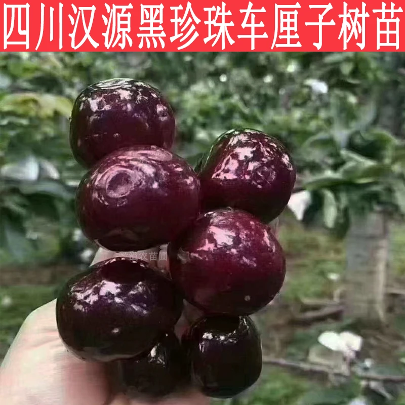 四川汉源车厘子2年苗保真苗