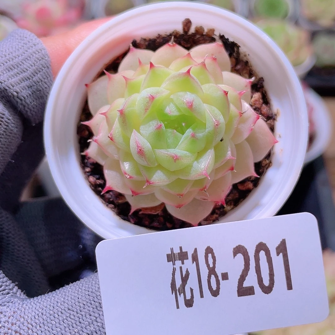 花利美18-201海王