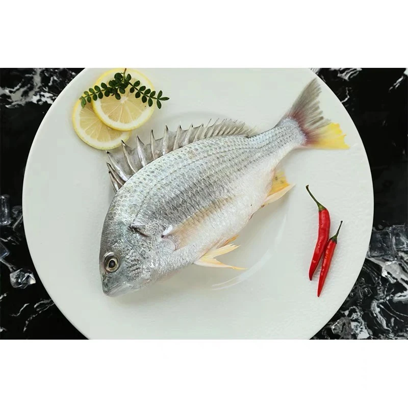 福建黄翅鱼 黑鯛鱼野生海鲜新鲜冷冻大黄鲷 黑鲷鱼 黄脚立