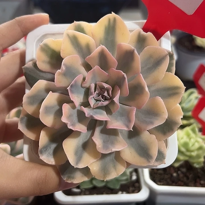 75号利比里亚锦多肉植物