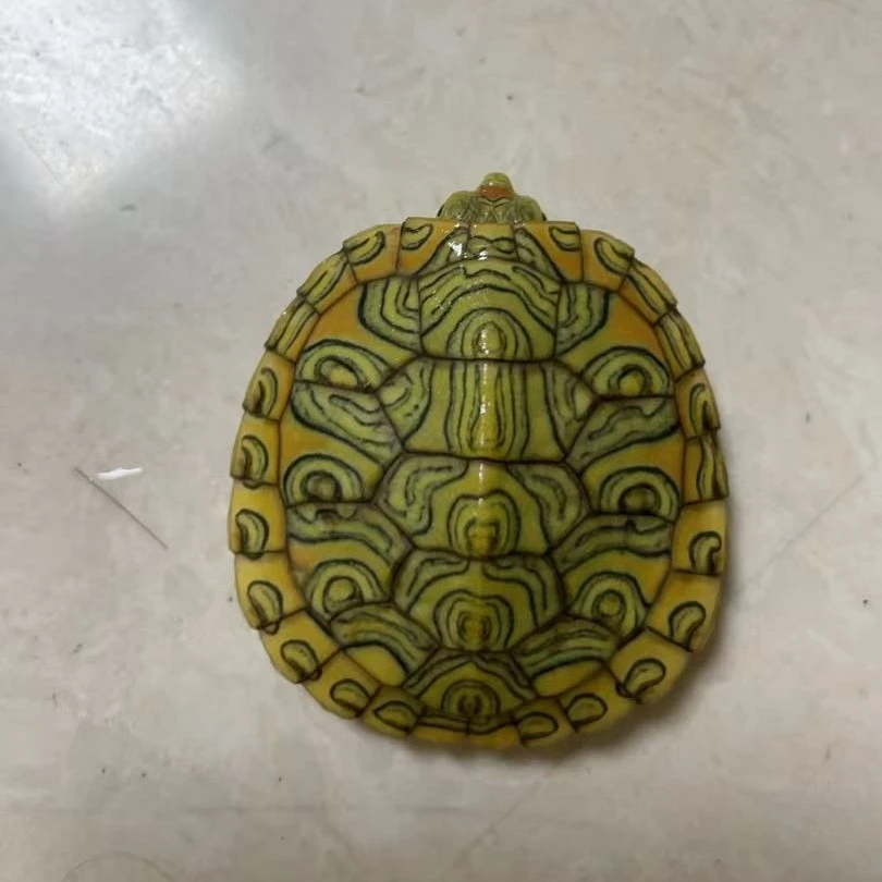 乌龟直播间二号链接