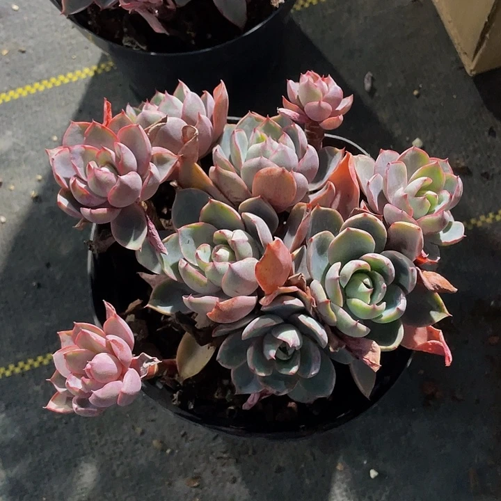 大赫拉群带盆土发