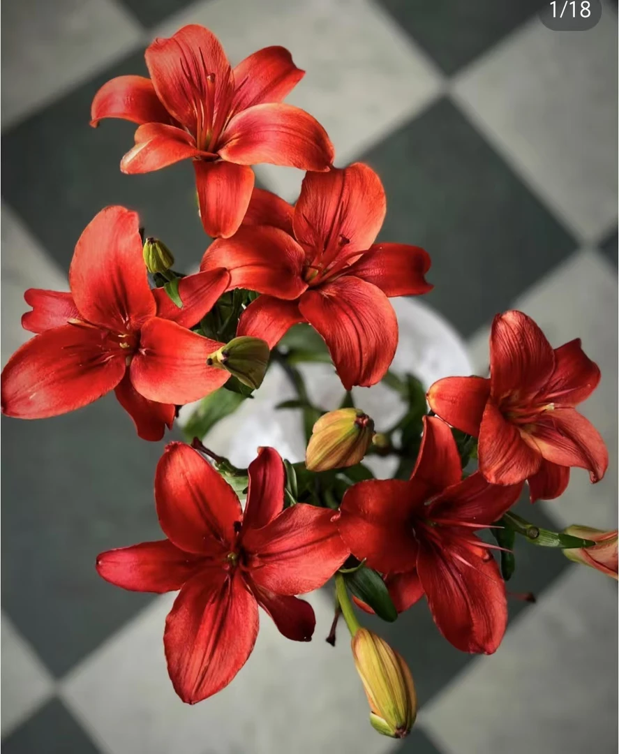 【红玫瑰亚洲百合】（无香型） 居家装饰 节日礼品 产地直发 顺丰包邮