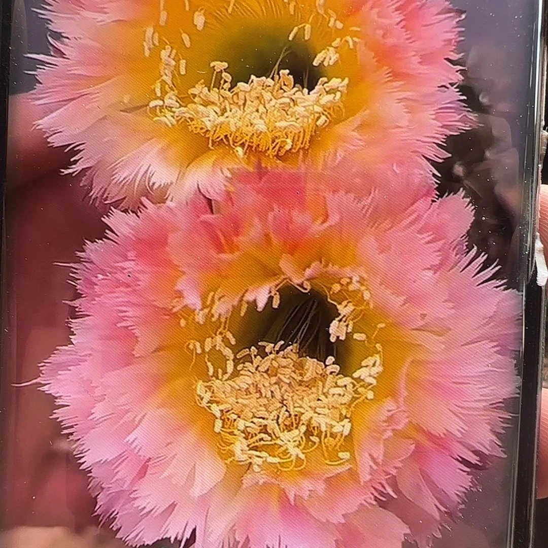 彩草侧芽带根凤羽1号