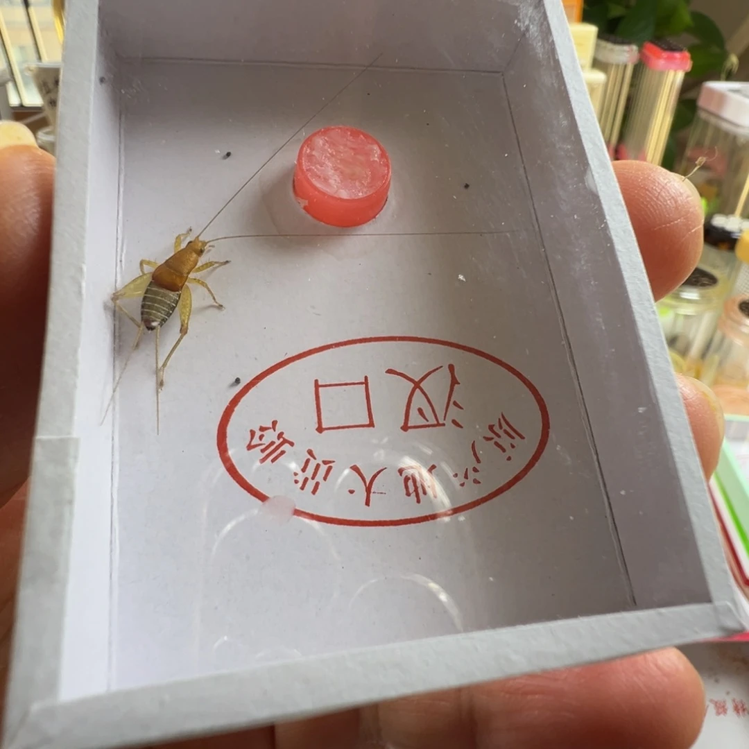 蟋蟀一只长须烈艳好