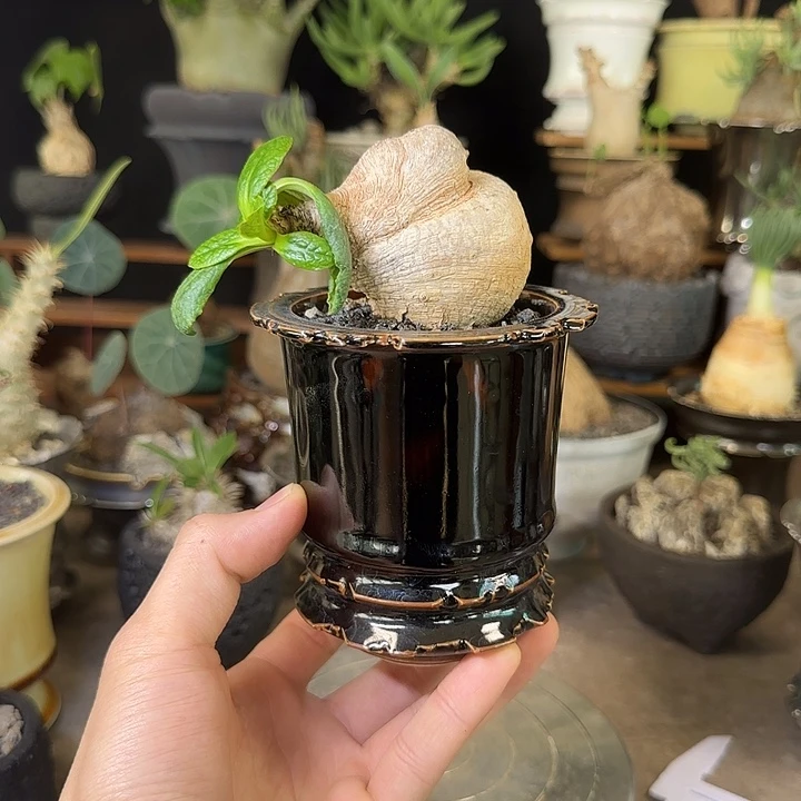 一物一拍樱花大戟1280