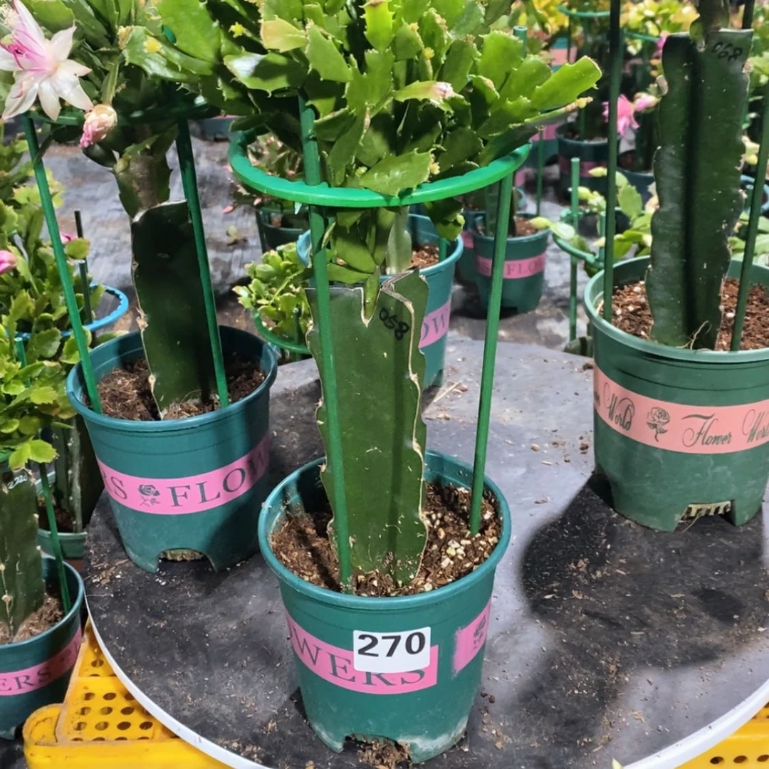 【闪购商品】当前无花朵，栽培后可花朵浮****¥270嫁接058