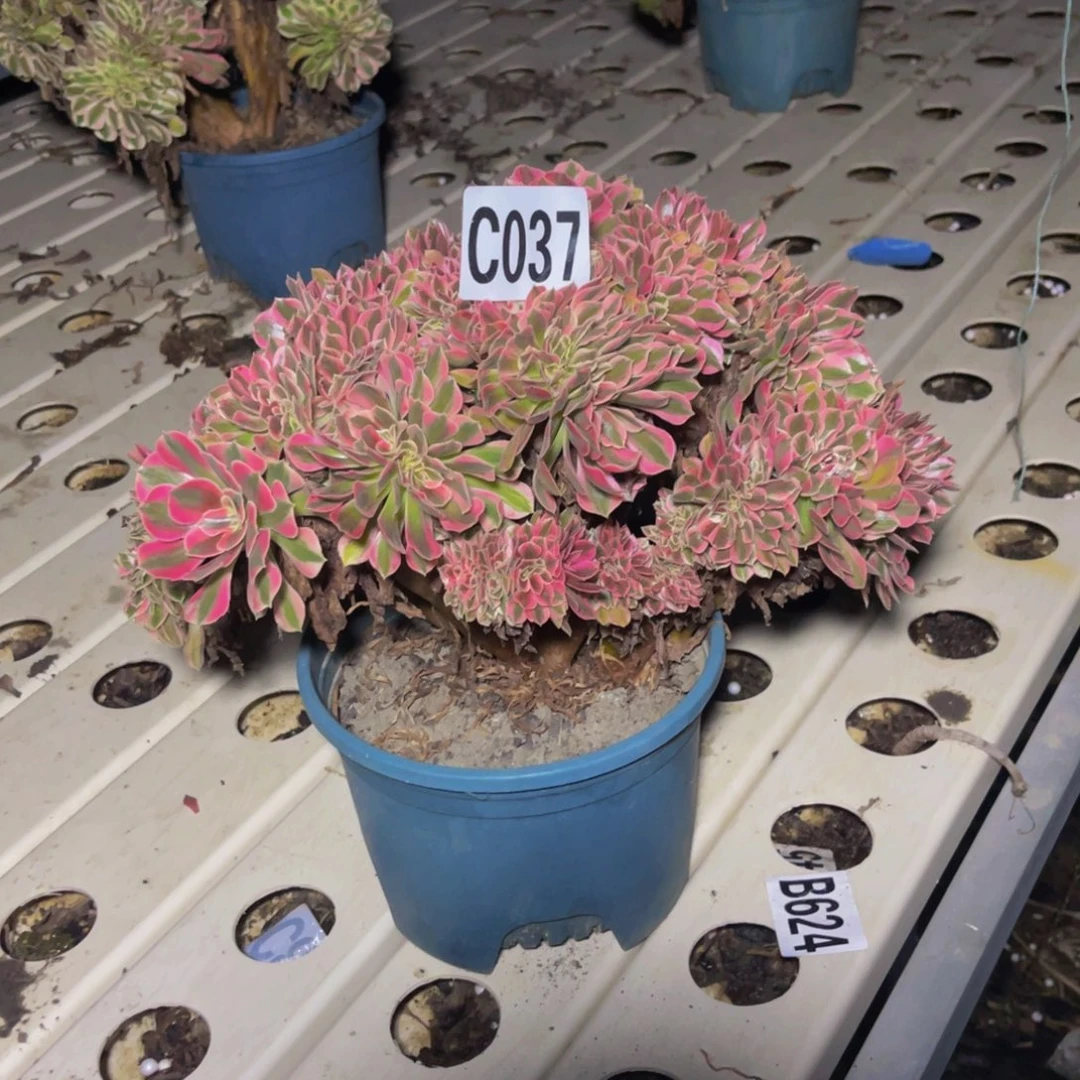 女巫法7/////18包邮