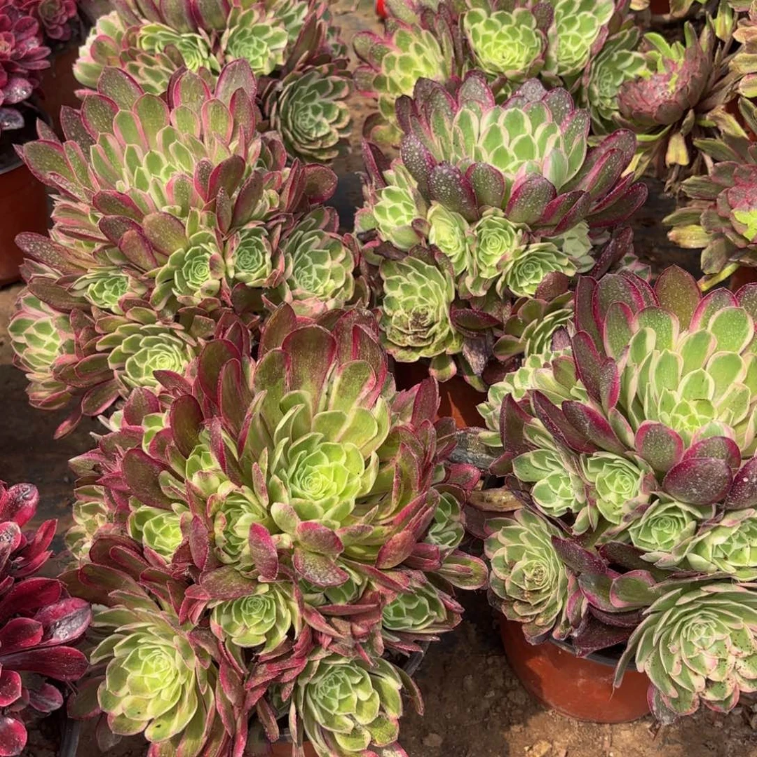 孔雀翎9.9法师多肉嫩