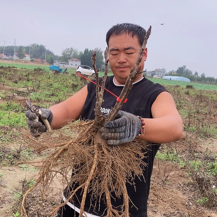 当前无花朵，栽培后可花朵八千代椿12