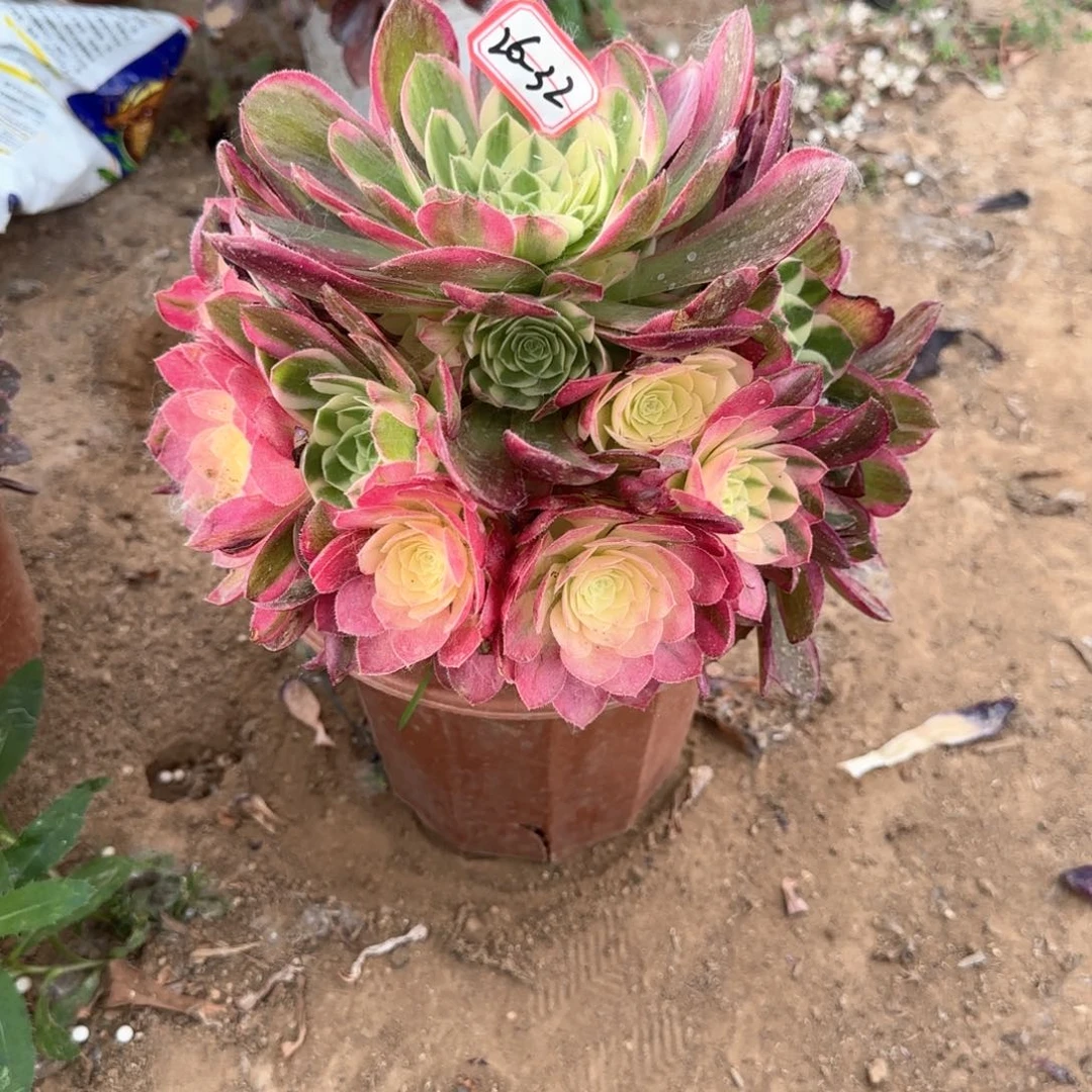 26-32海仙多肉植物