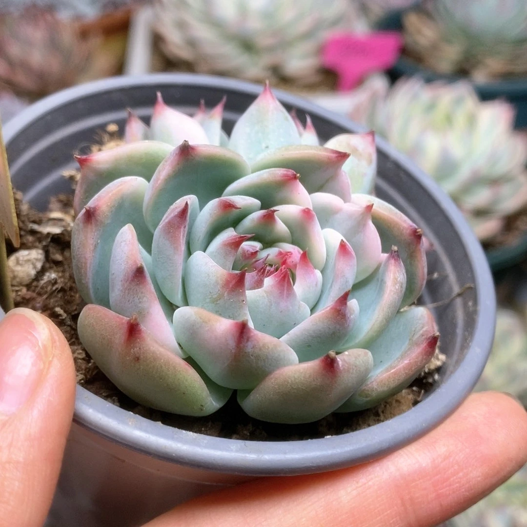 D267锦锦锦锦锦锦锦