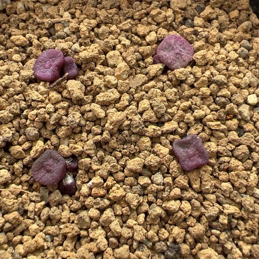 22-43肉锥多肉植物