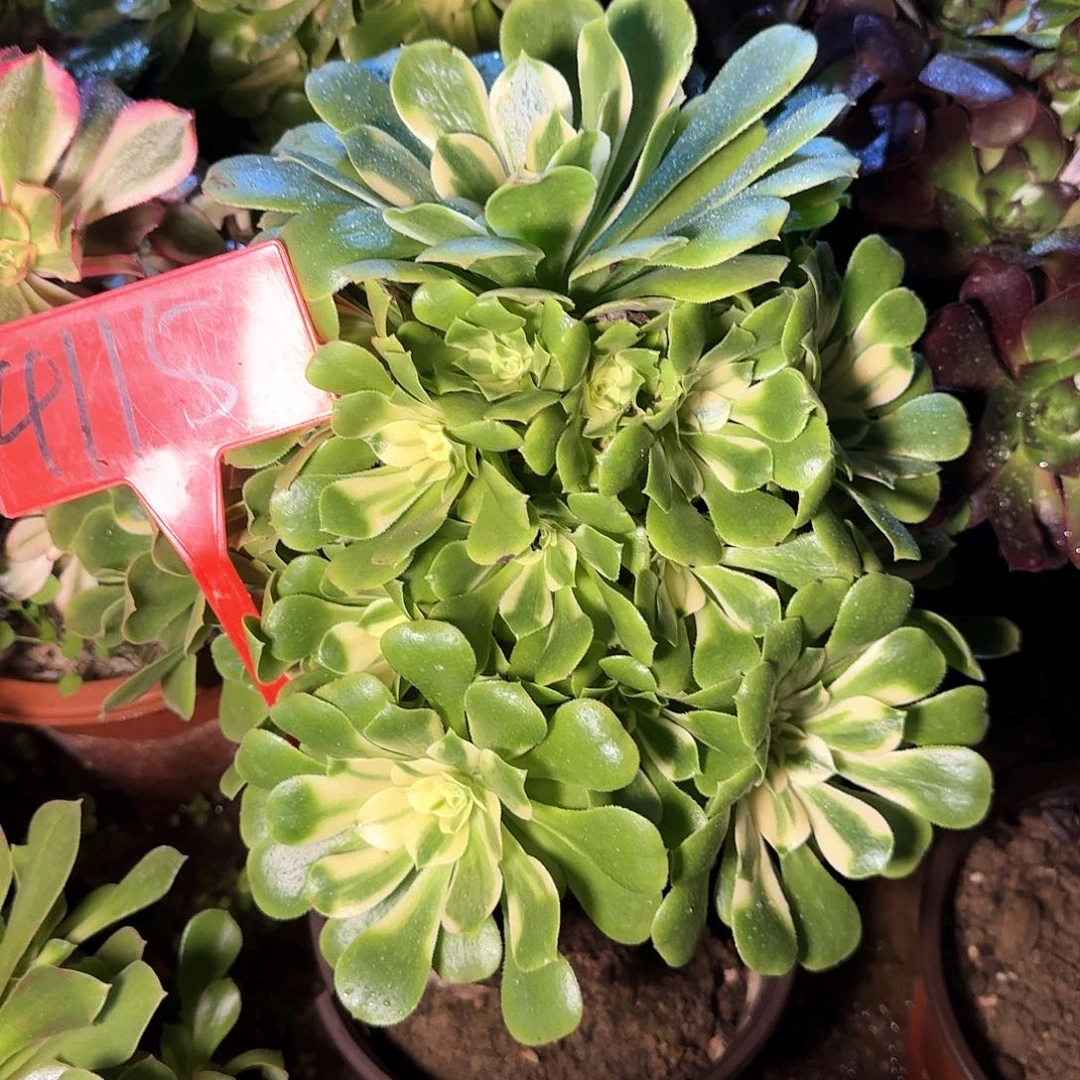 4115辛尼亚多肉法师