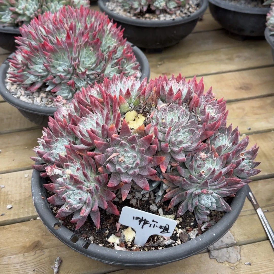 啡****花20250207多肉植物005啡尔姐