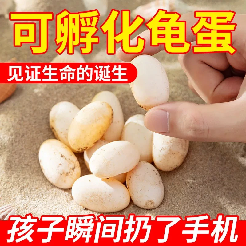 『直播精选-受精蛋盲盒系列』龟蛋是易碎物品 下单不退 谨慎购买