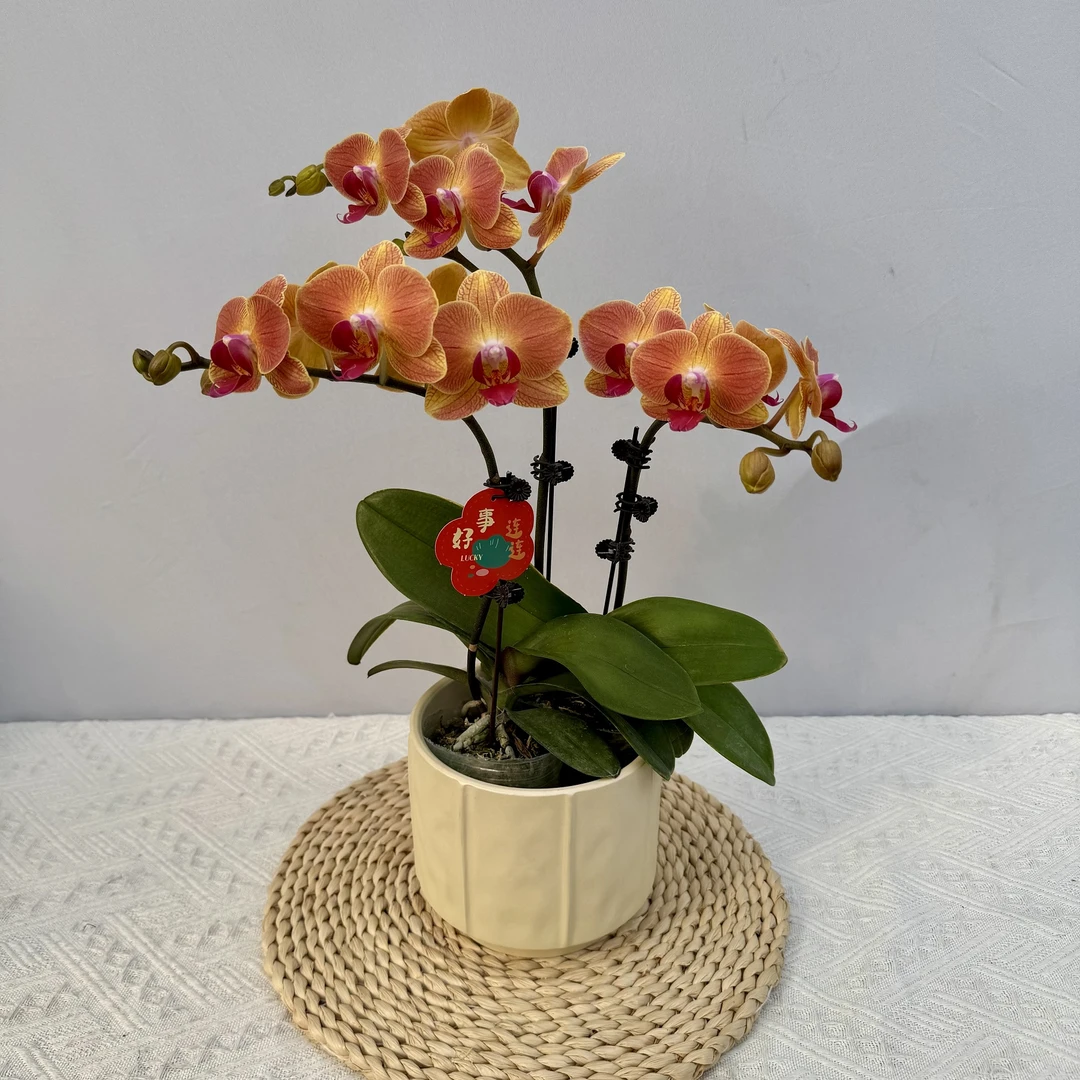 【黄花梨】蝴蝶兰 稀有色系植株室内礼品花高端绿植花卉小众品种3