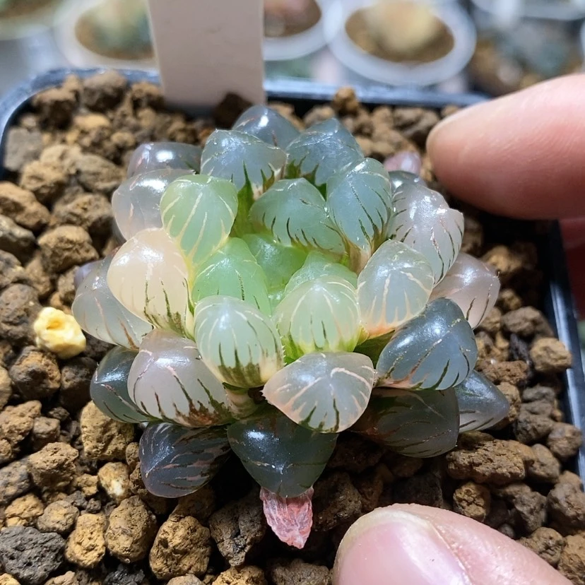 【闪购商品】223潘灯