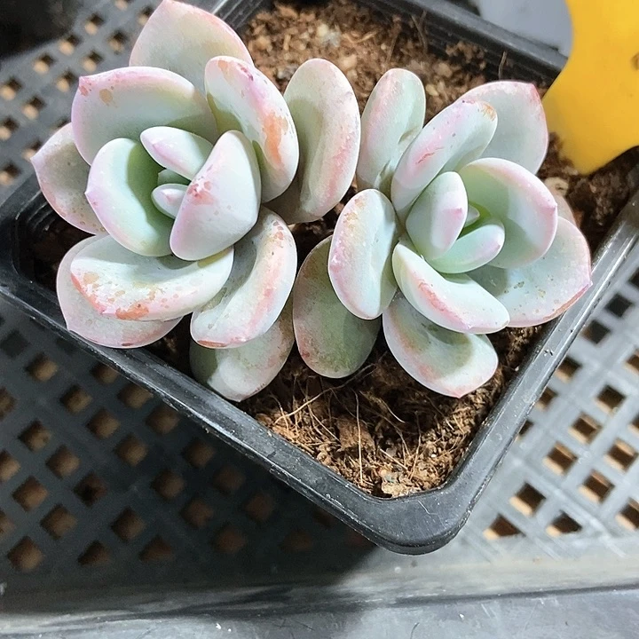 多肉植物奶茶577