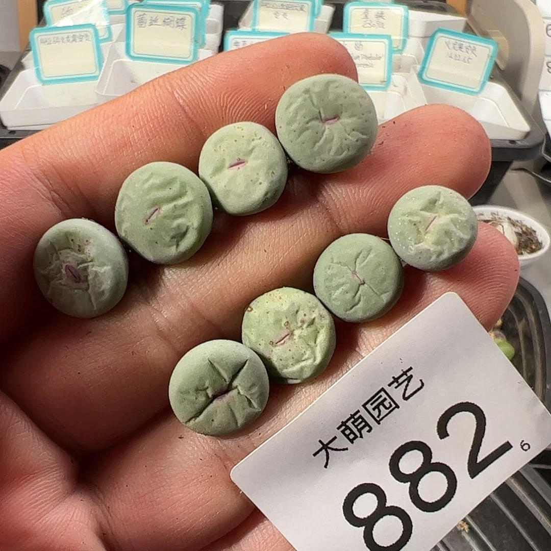 0000882 清盒福利微瑕无售后……