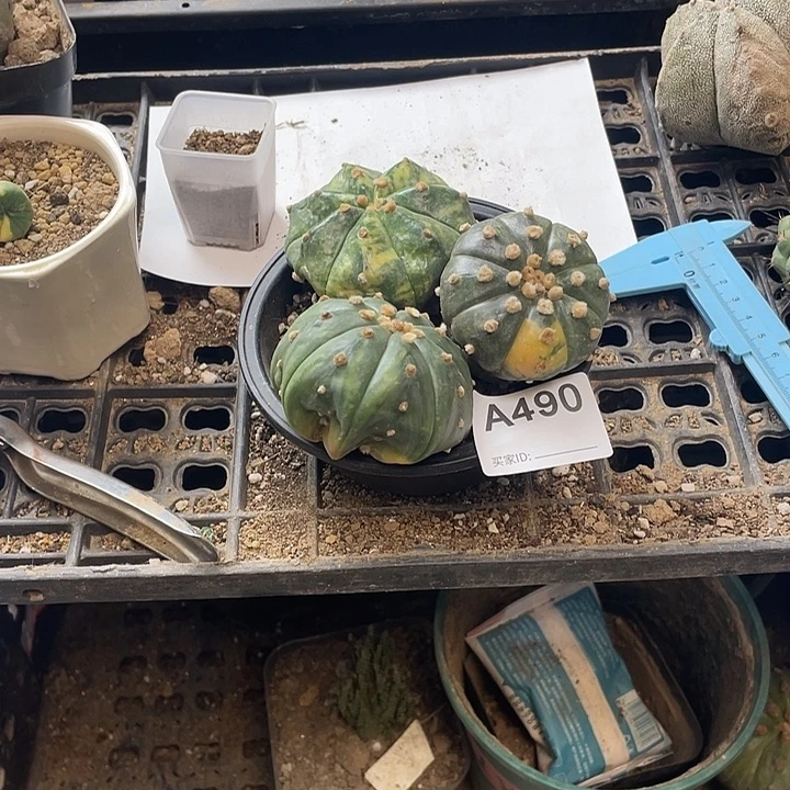 仙人球兜锦490号球