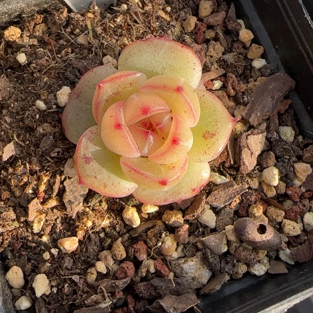 奶*芙09东篱下多肉植物盆栽