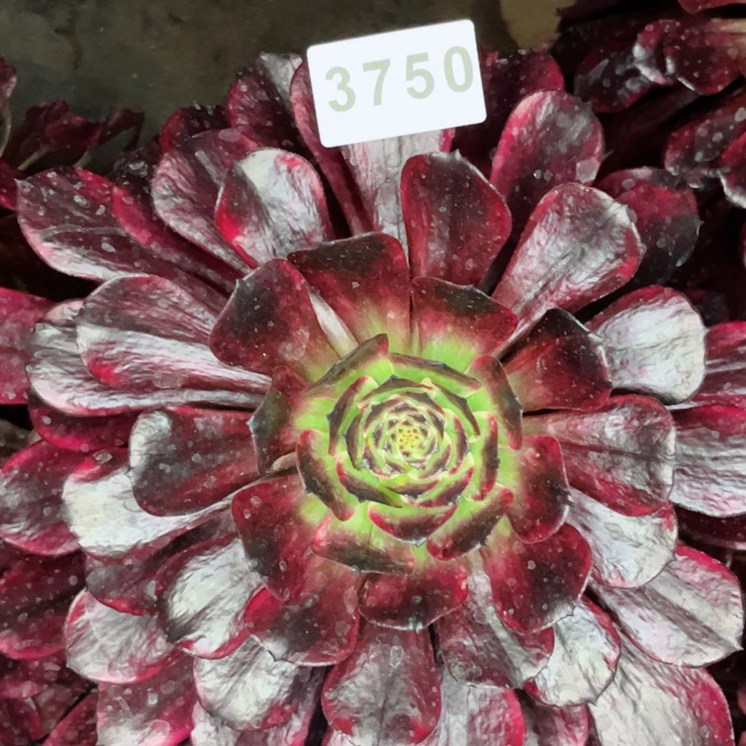 阳***的紫罗兰主头砍头多肉