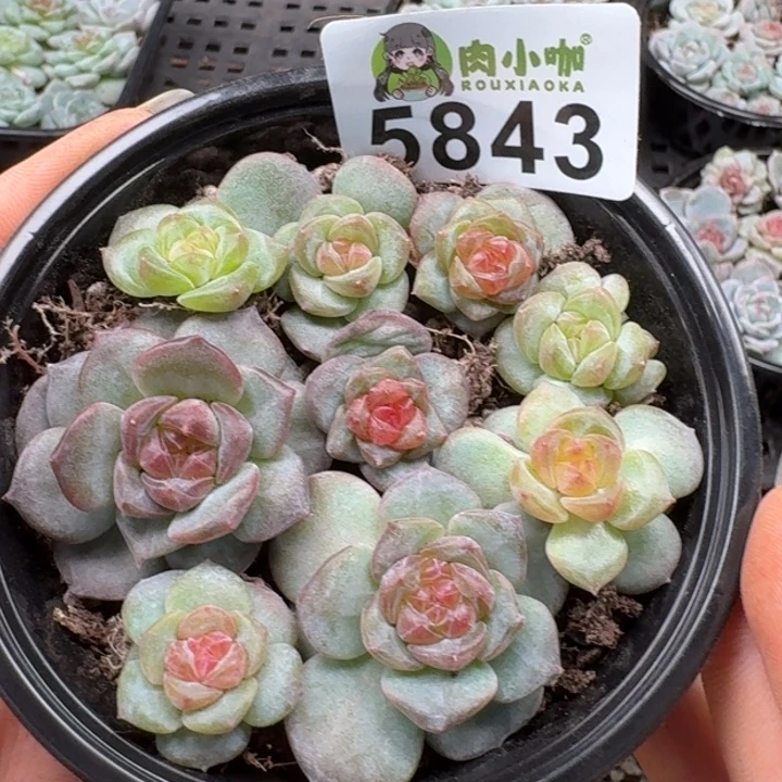 多肉植物多肉植物