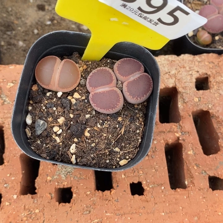 红***红生石花等植物的生长395