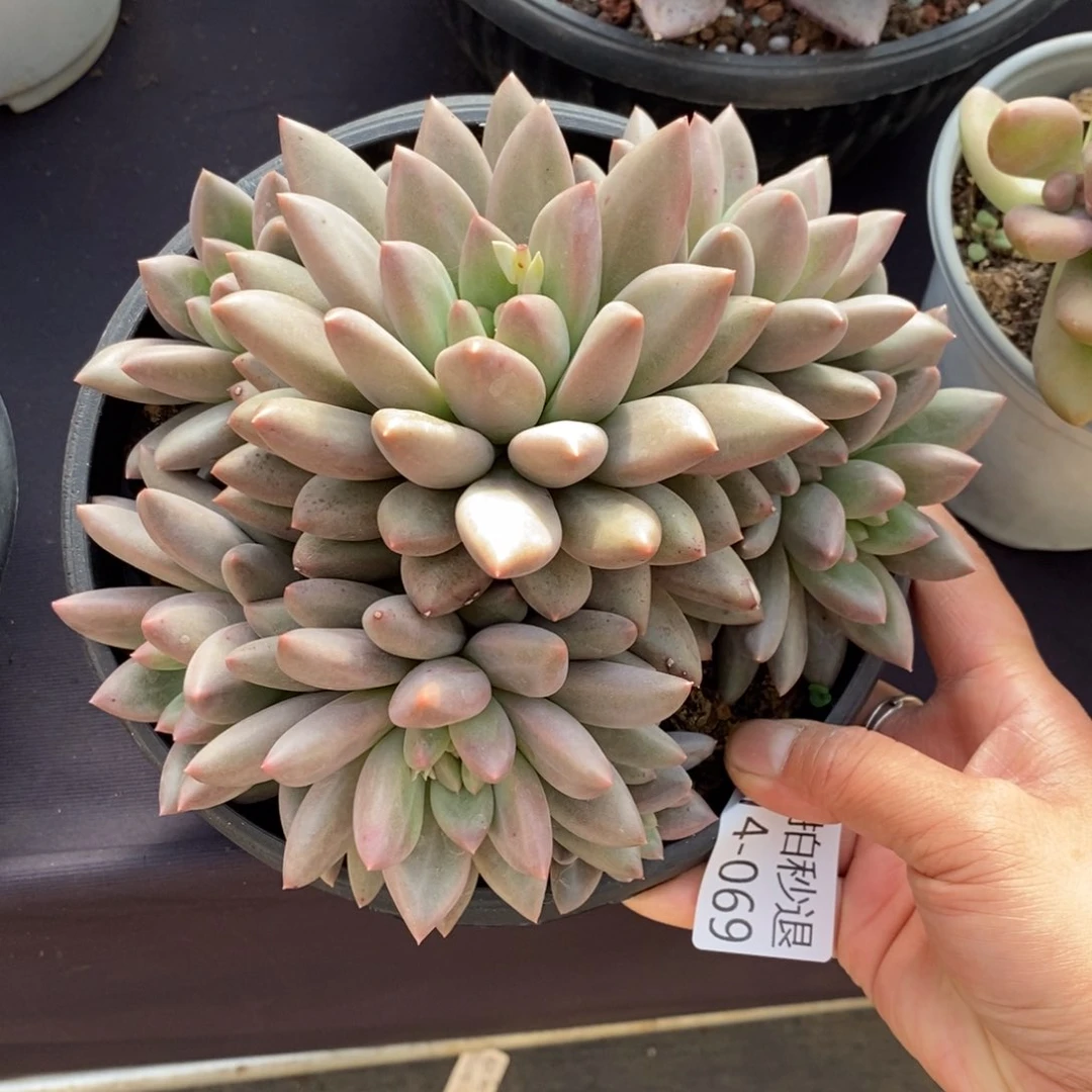 两单包邮1214-69红蜻蜓