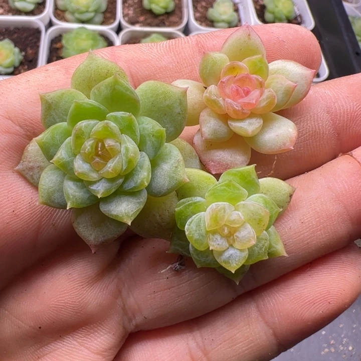 一物一拍精品多肉植物三颗