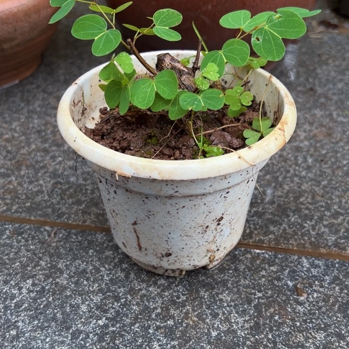 药***祖无花朵羊蹄甲盆景素材