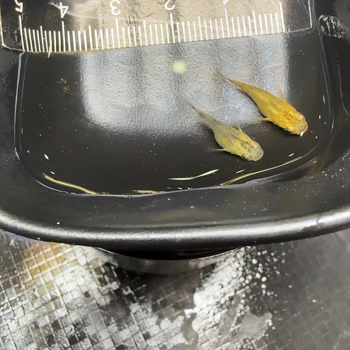 青鳉鱼40号拍品黄金黑鳞